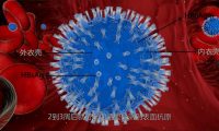 醫學動畫制作細胞結構3D視頻